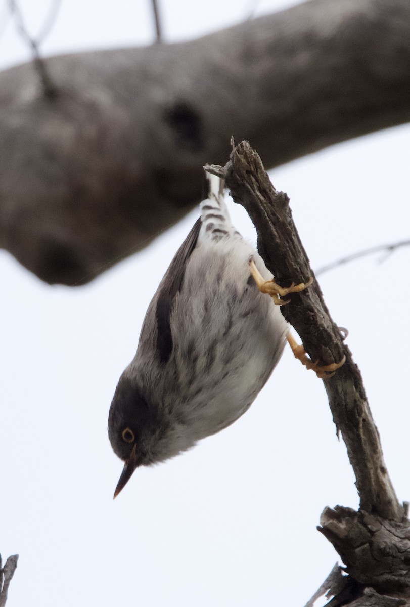 Varied Sittella - ML620435770