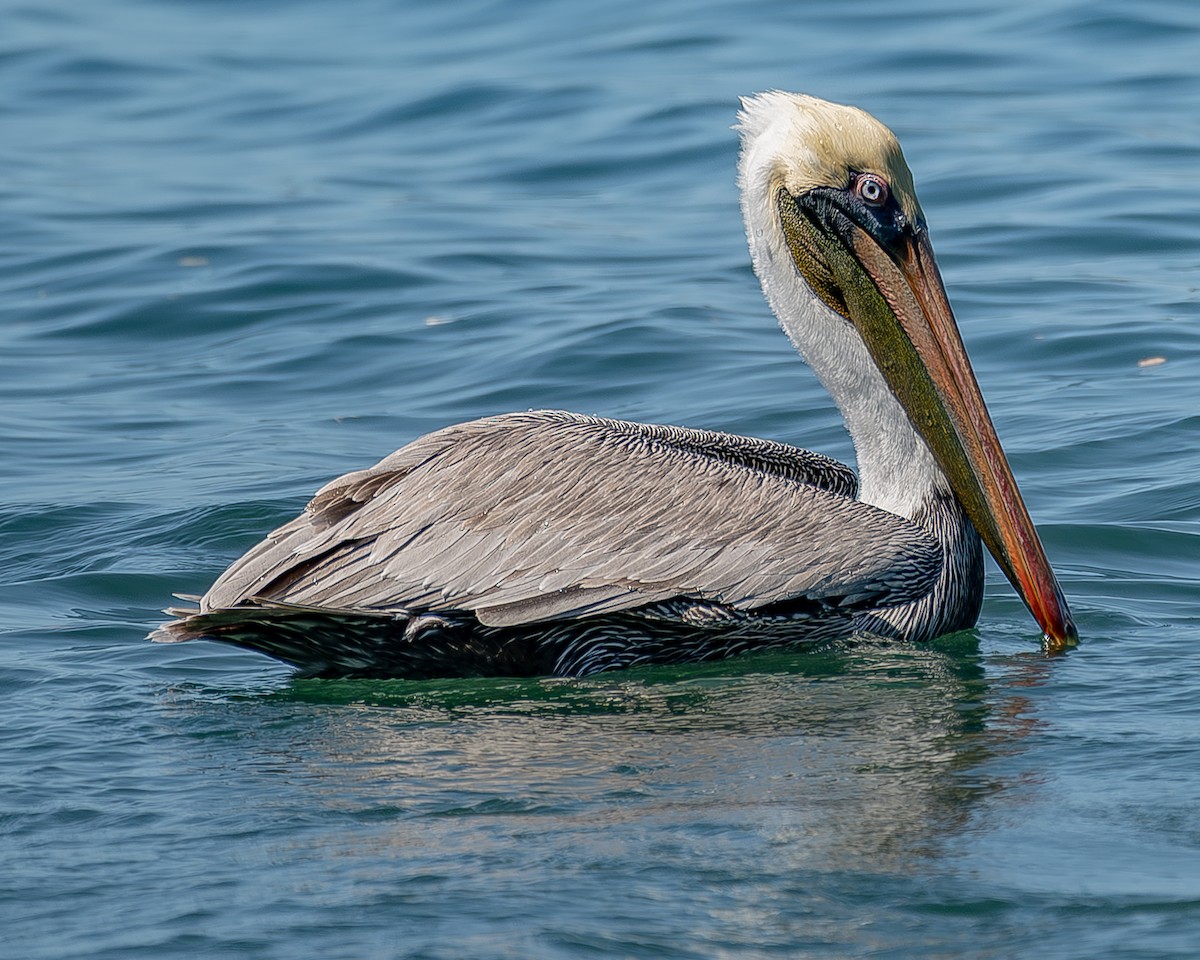 Brown Pelican - ML620435772