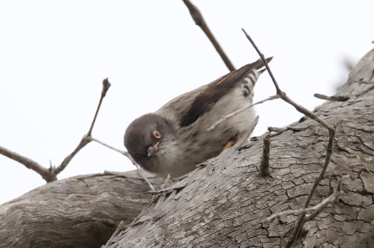 Varied Sittella - ML620435773