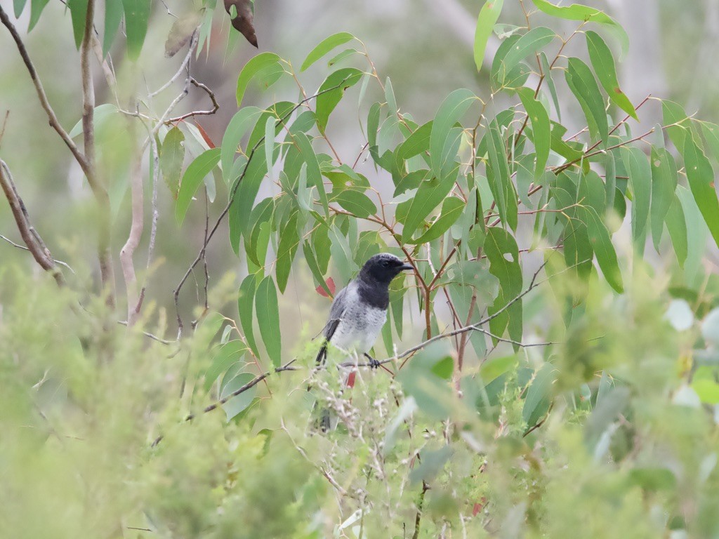 Black-faced Cuckooshrike - ML620435778