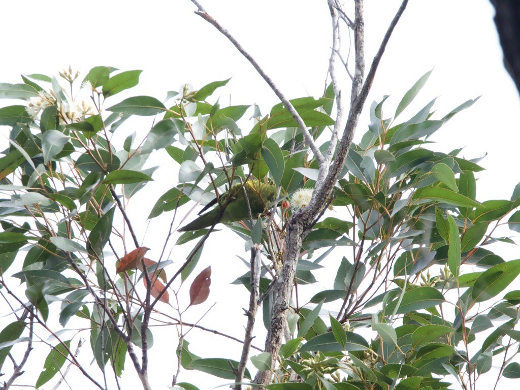 Scaly-breasted Lorikeet - ML620435779