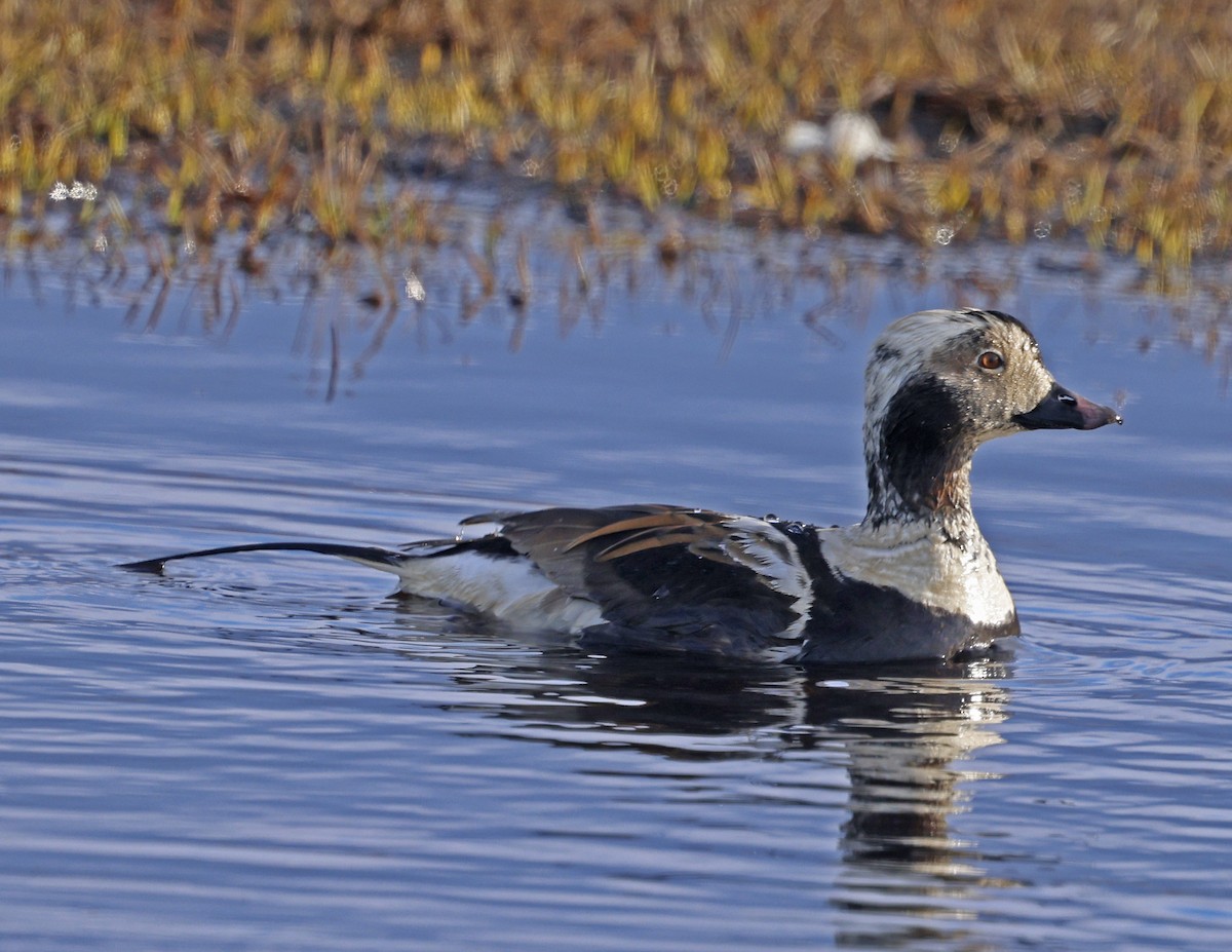 Long-tailed Duck - ML620435781
