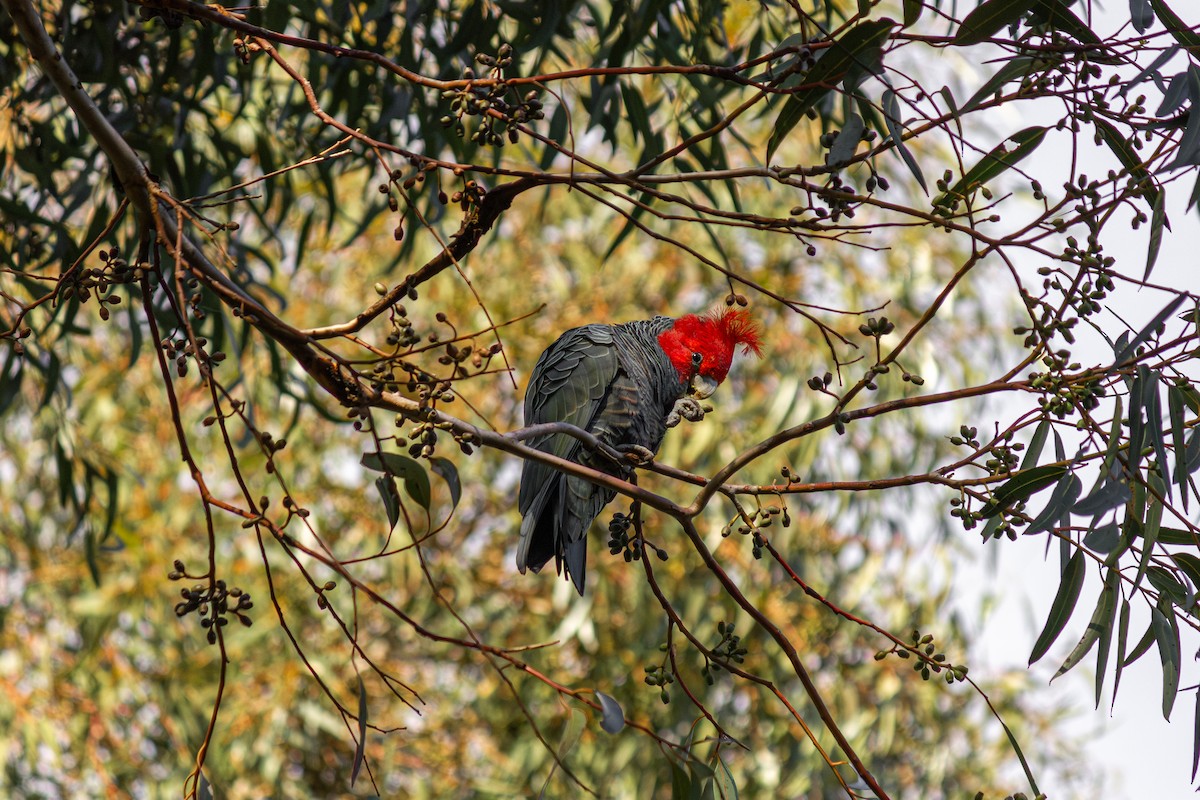 Gang-gang Cockatoo - ML620435783