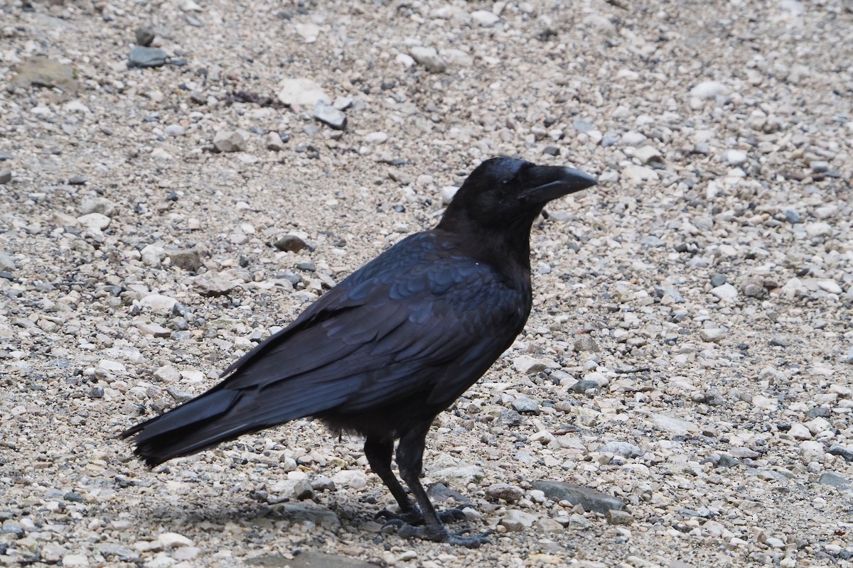 Common Raven - ML620435788