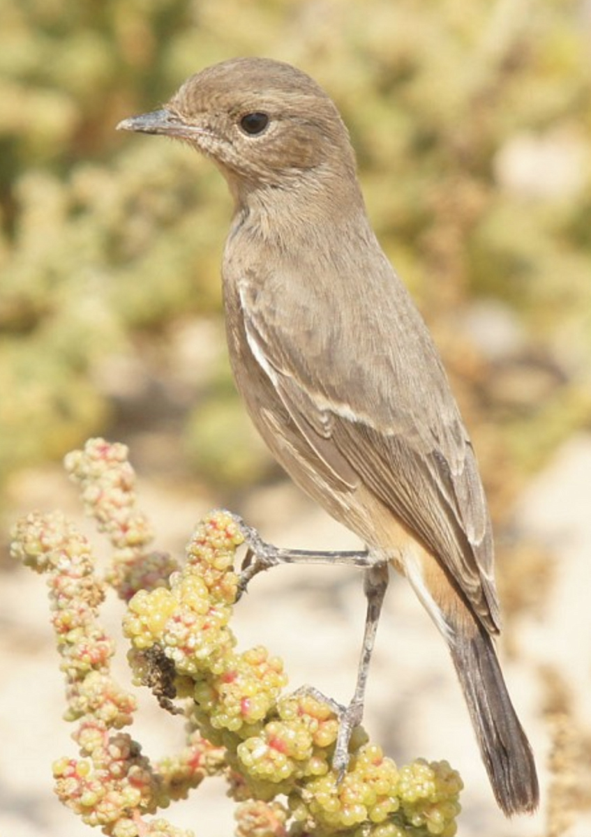 Pied Bushchat - ML620435789