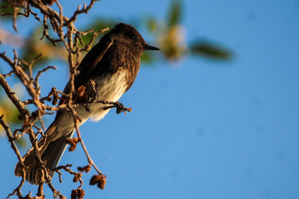 Black Phoebe (Northern) - ML620435790