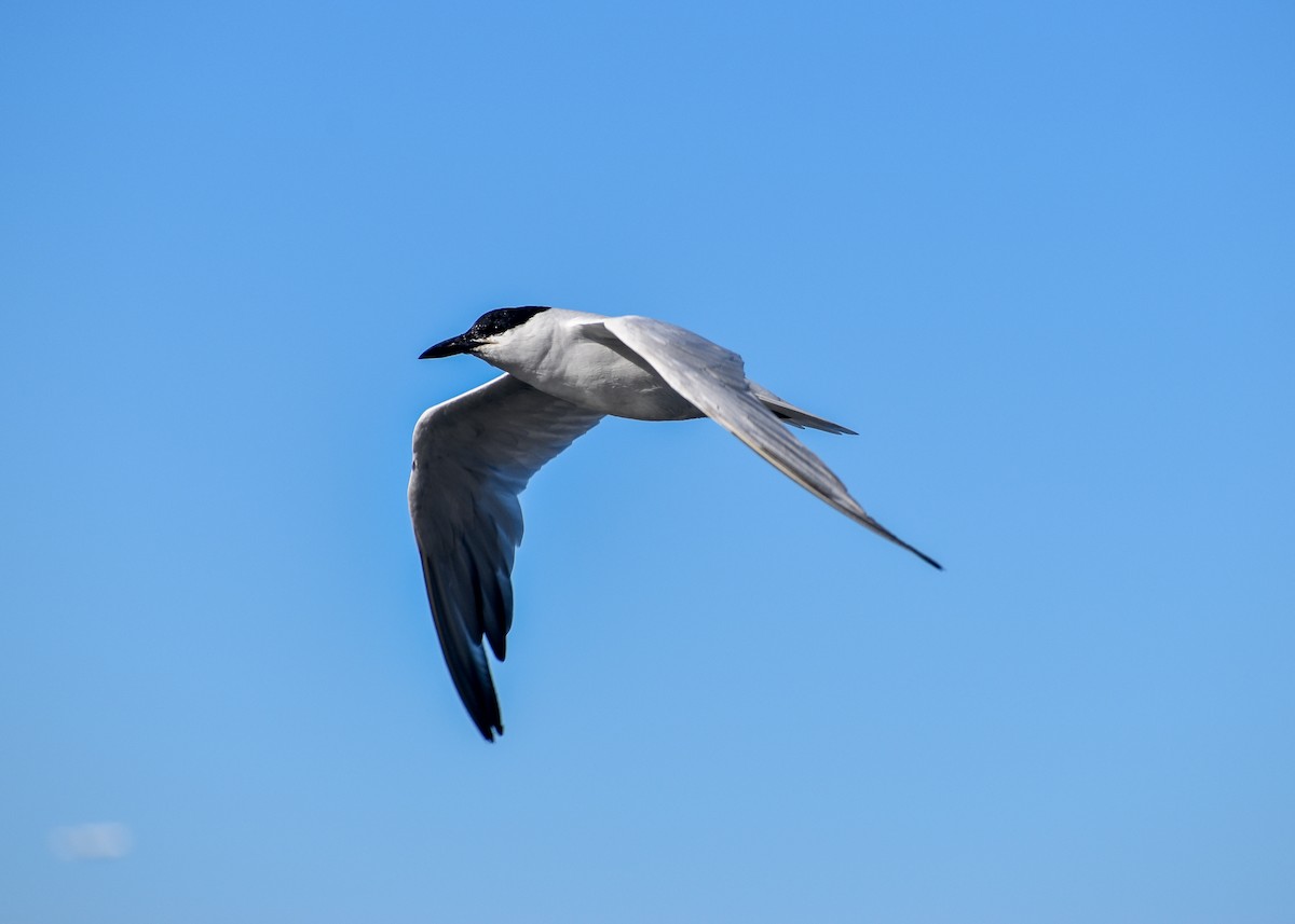 Australian Tern - ML620435792