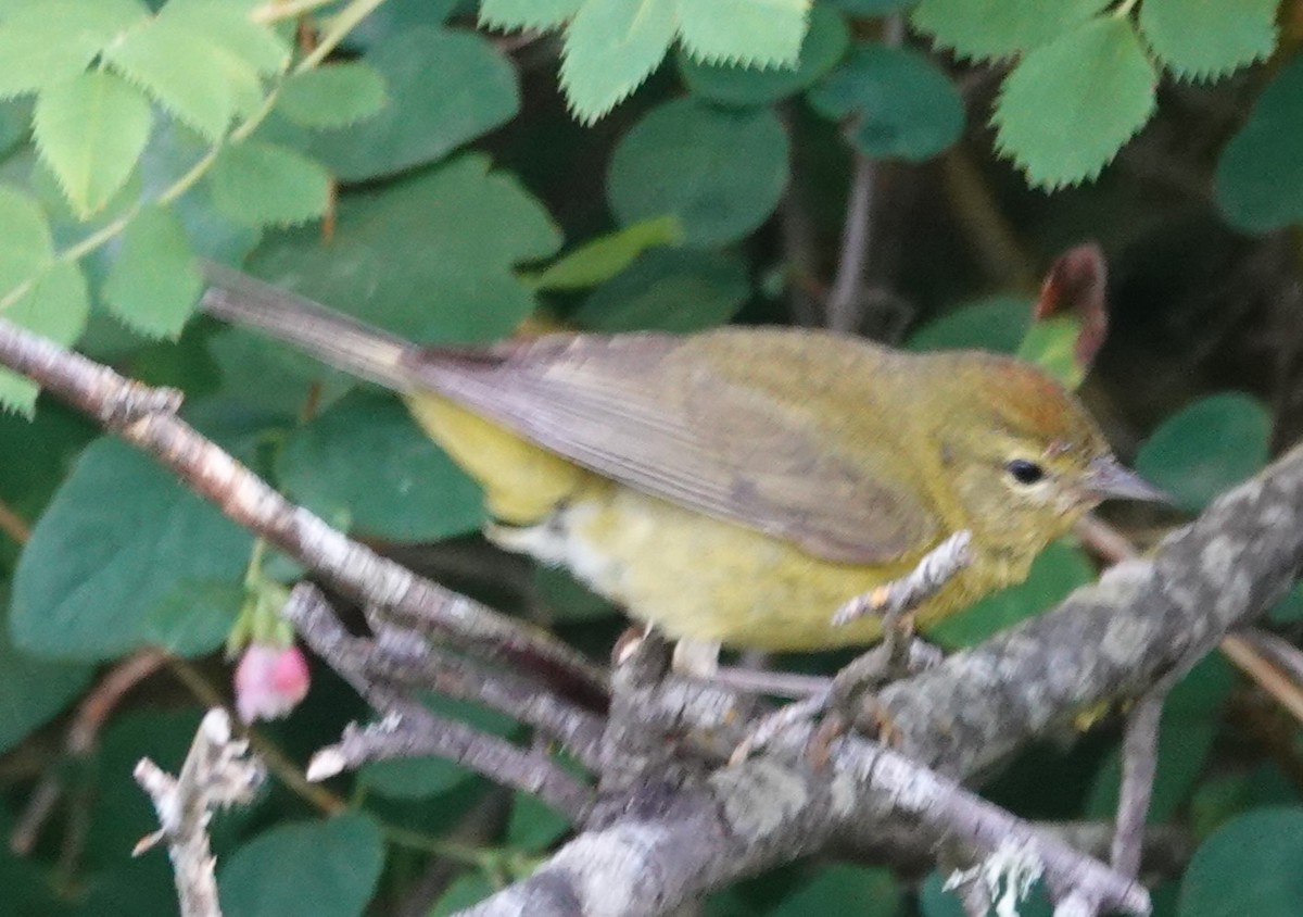 Orange-crowned Warbler - ML620435797