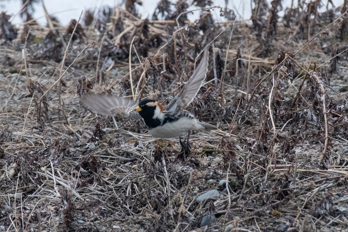 Lapland Longspur - ML620435807