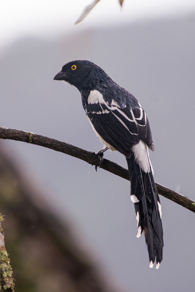 Magpie Tanager - ML620435809