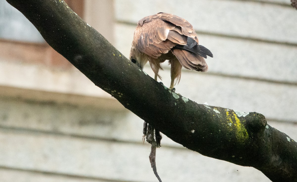 Brahminy Kite - ML620435821