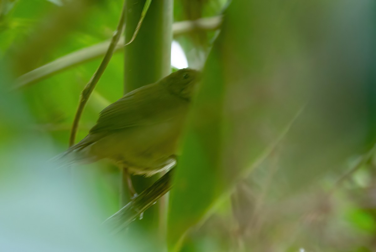 Russet Bush Warbler - Sathyan Meppayur