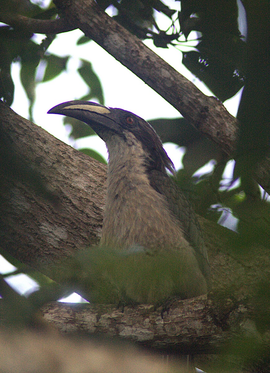 Sri Lanka Gray Hornbill - Savin Perera