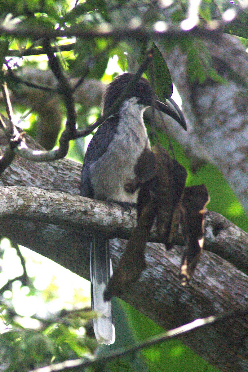 Sri Lanka Gray Hornbill - ML620435827