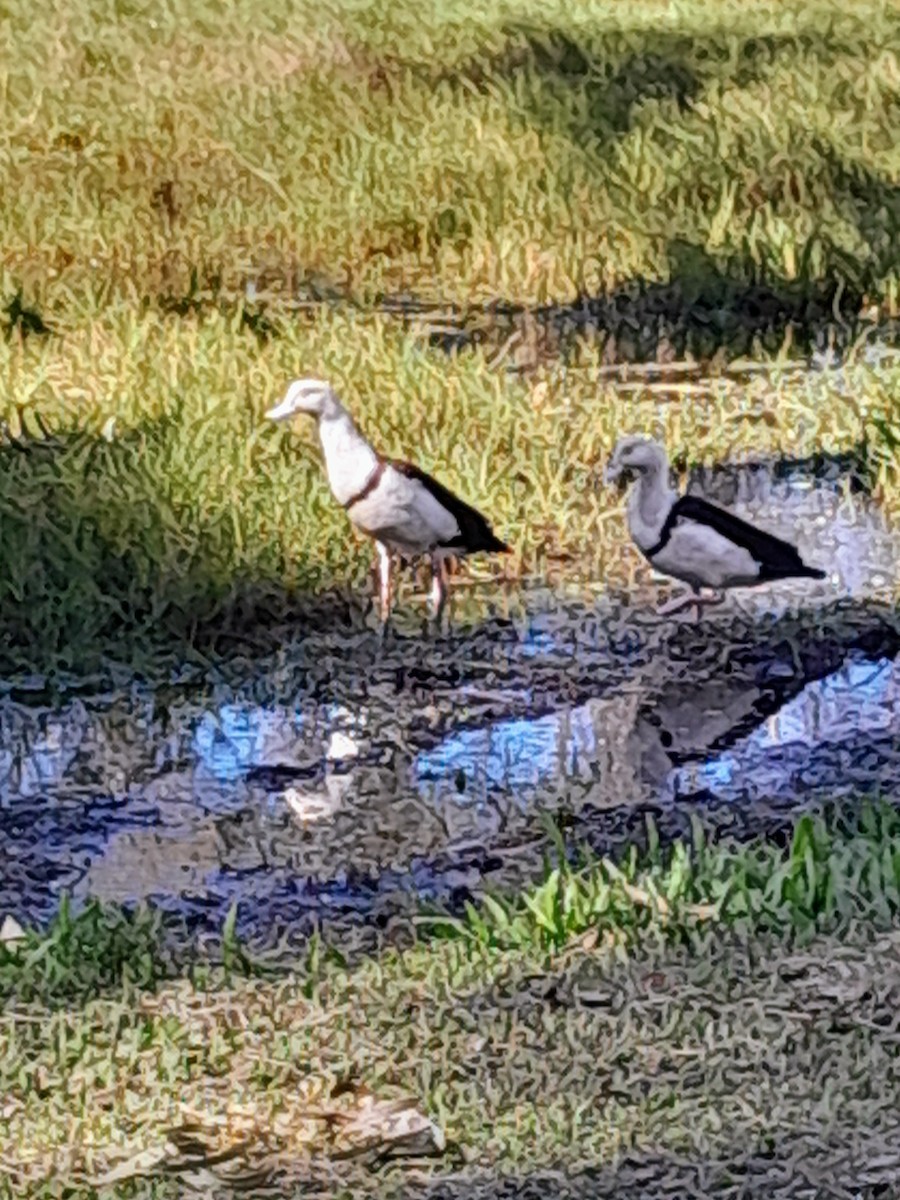 Radjah Shelduck - ML620435829