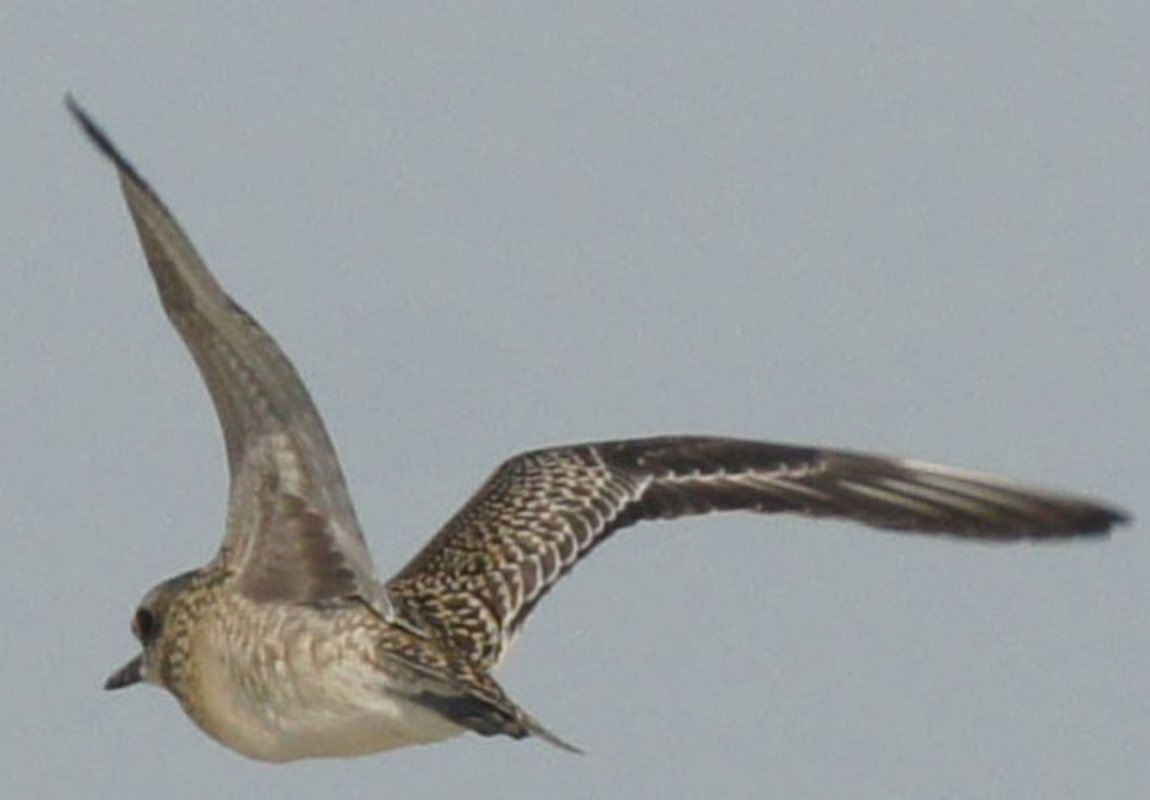 Pacific Golden-Plover - ML620435830