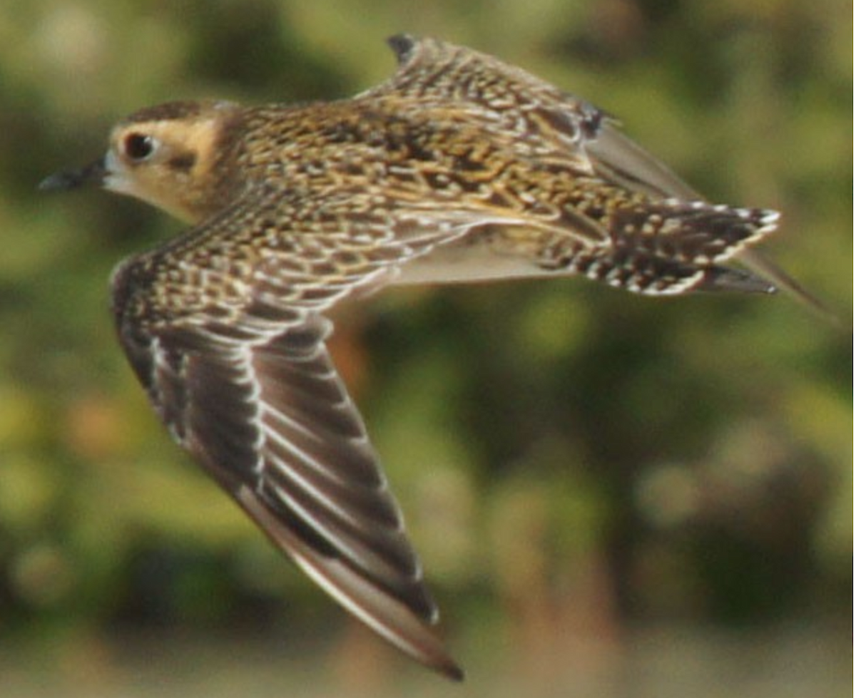 Pacific Golden-Plover - ML620435831