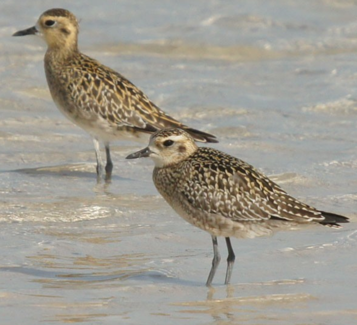 Pacific Golden-Plover - ML620435833