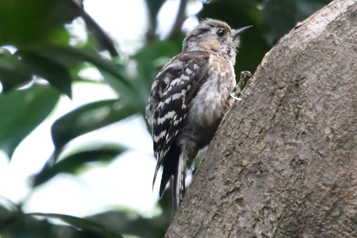 Japanese Pygmy Woodpecker - ML620435836