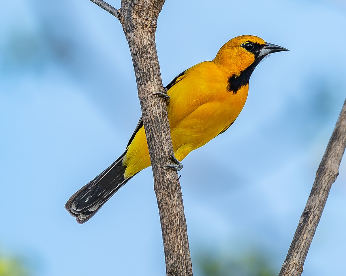 Streak-backed Oriole - ML620435838