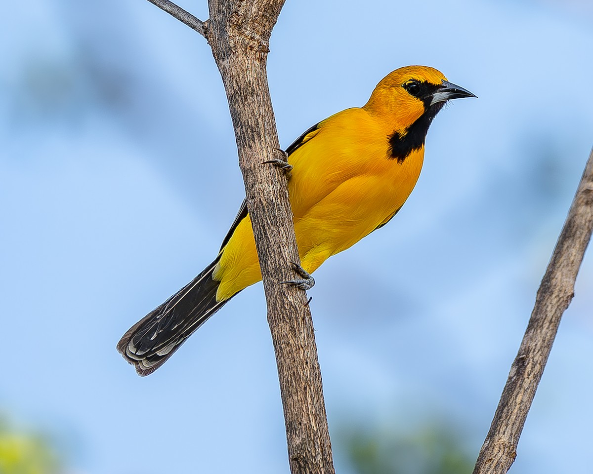 Streak-backed Oriole - ML620435840