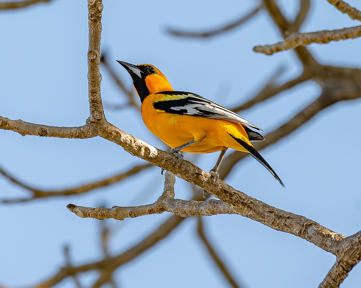 Streak-backed Oriole - ML620435841