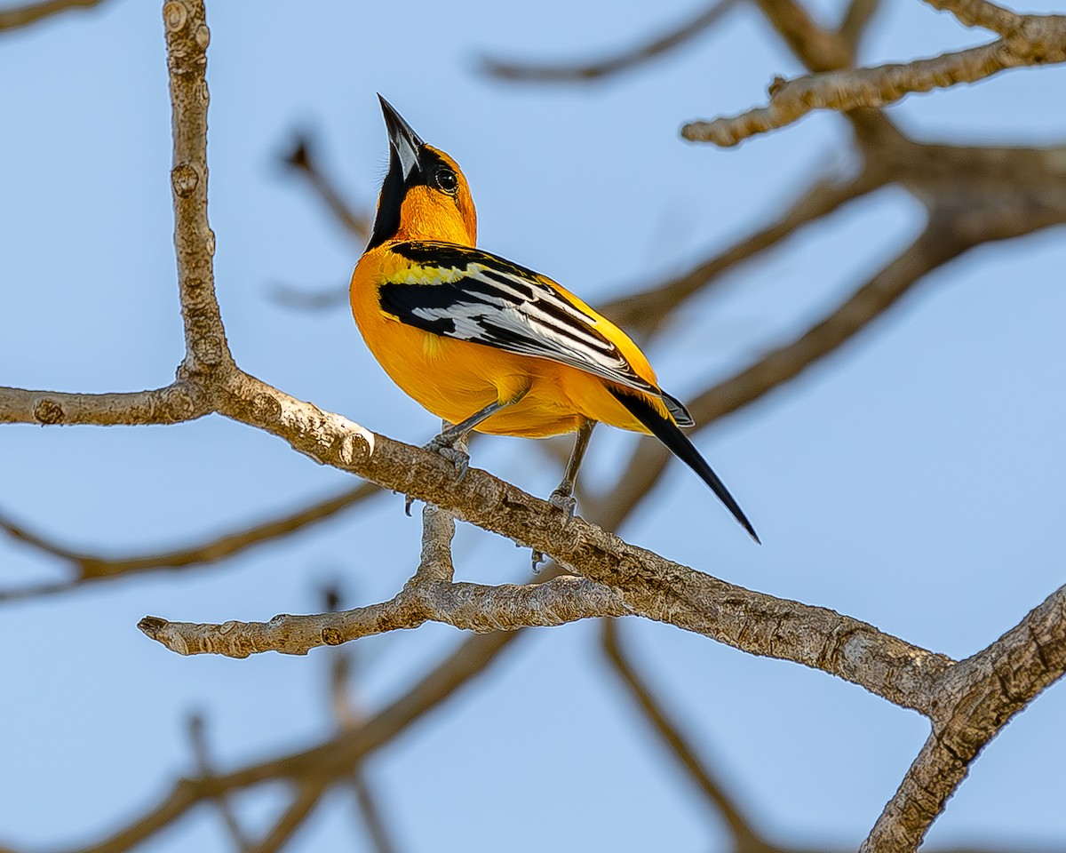 Streak-backed Oriole - ML620435842