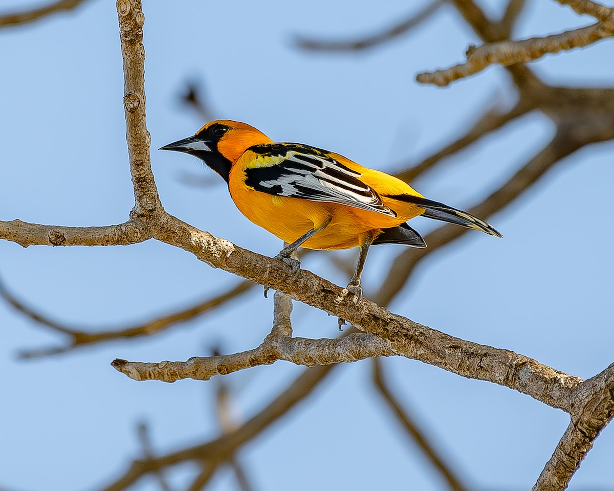 Streak-backed Oriole - ML620435844