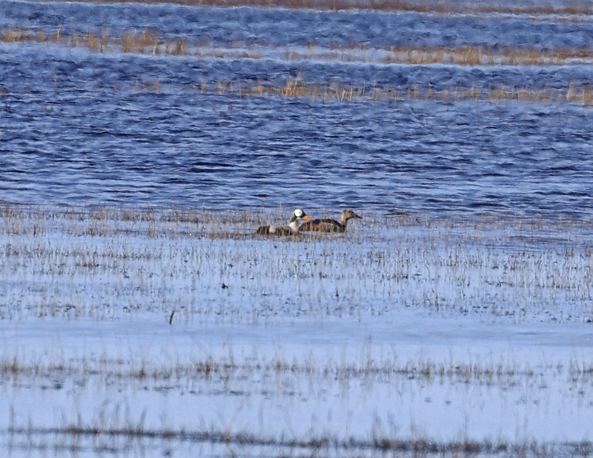 Spectacled Eider - ML620435865