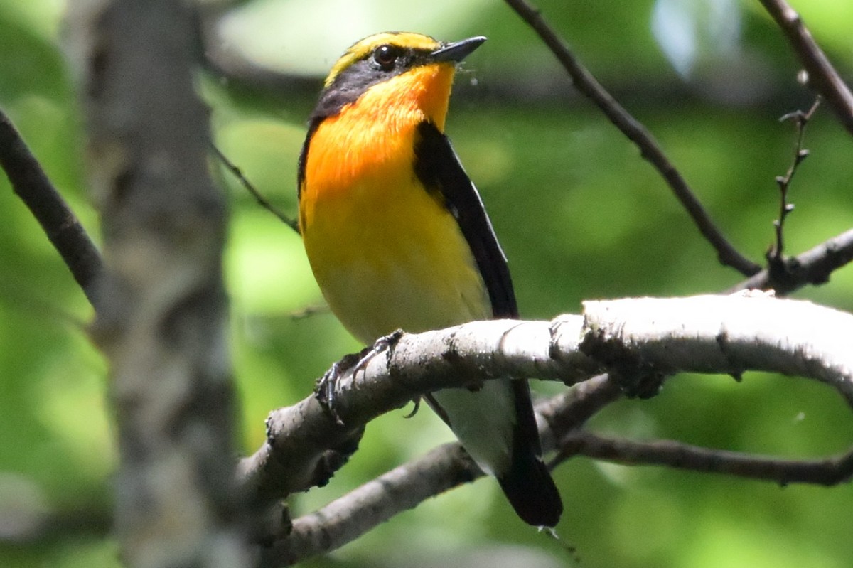 Narcissus Flycatcher - ML620435866