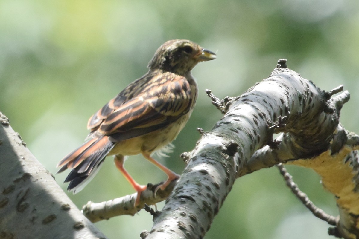 Meadow Bunting - Hiroyoshi Taniguchi