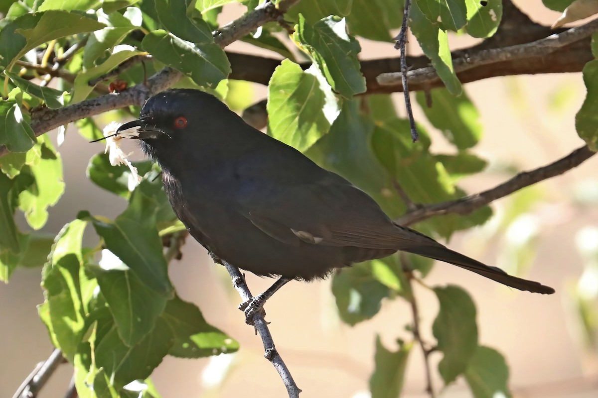 Çatal Kuyruklu Drongo - ML620435872