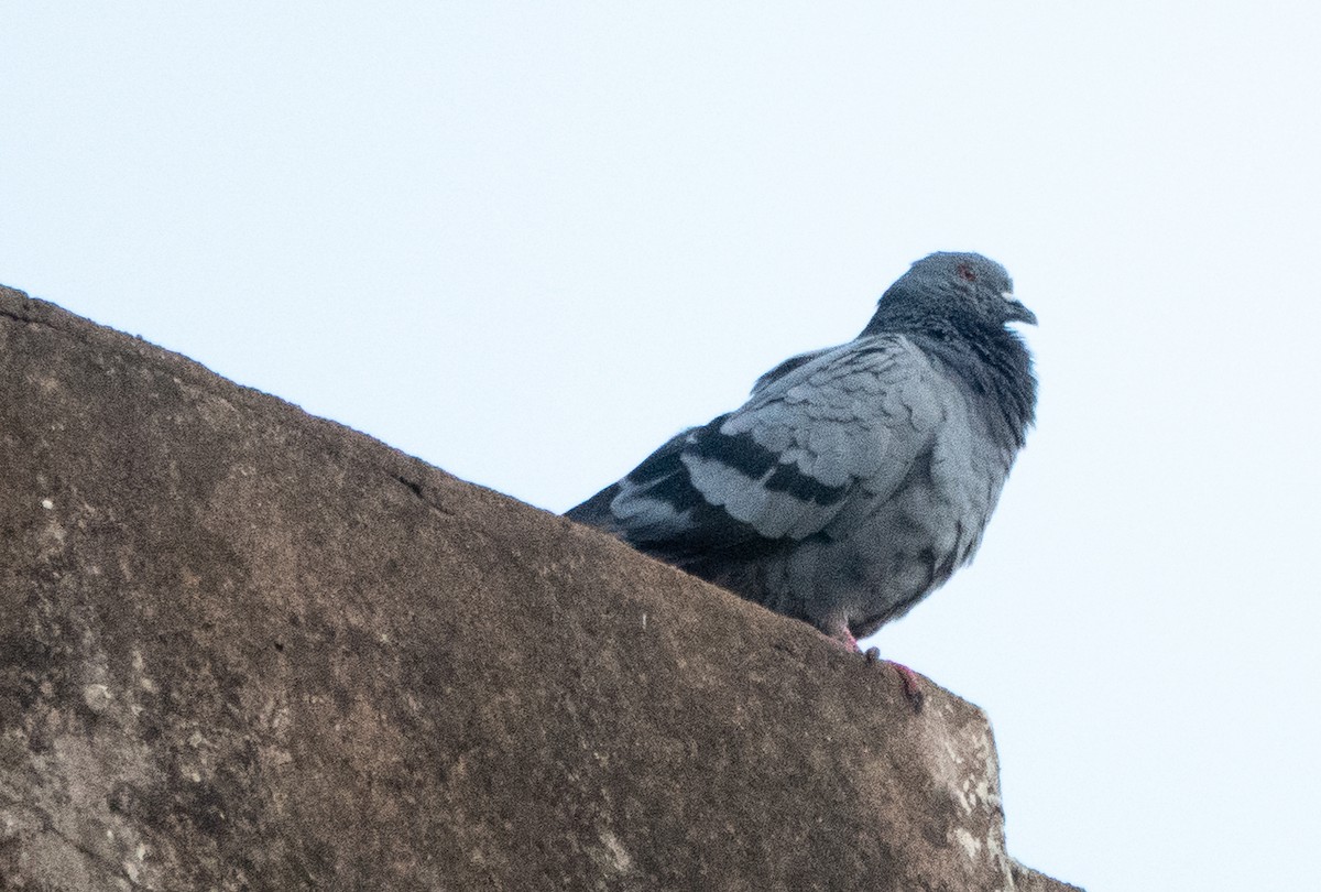Rock Pigeon (Feral Pigeon) - ML620435874