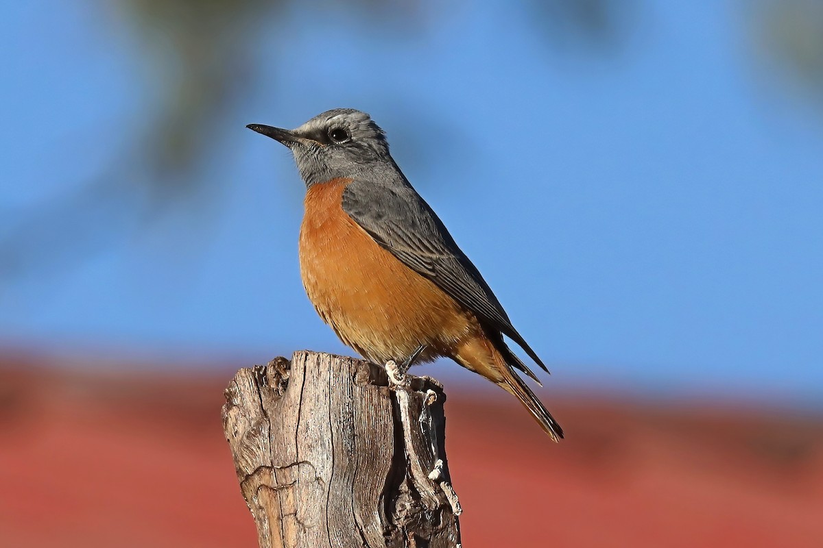 Short-toed Rock-Thrush - ML620435879