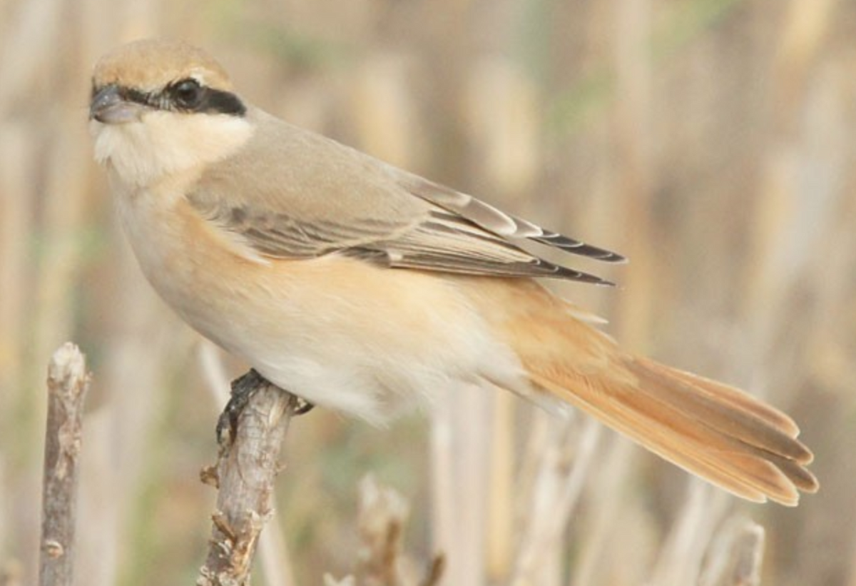 Isabelline Shrike - ML620435881