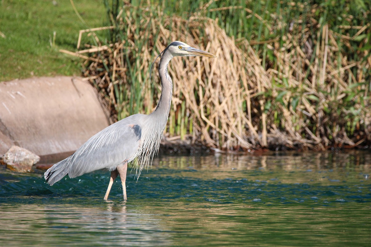 Garza Azulada (grupo herodias) - ML620435885