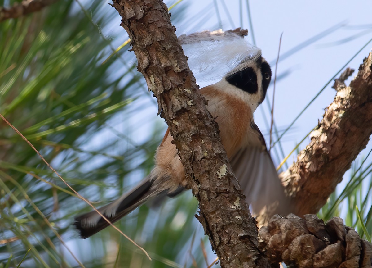 Black-throated Tit - ML620435887