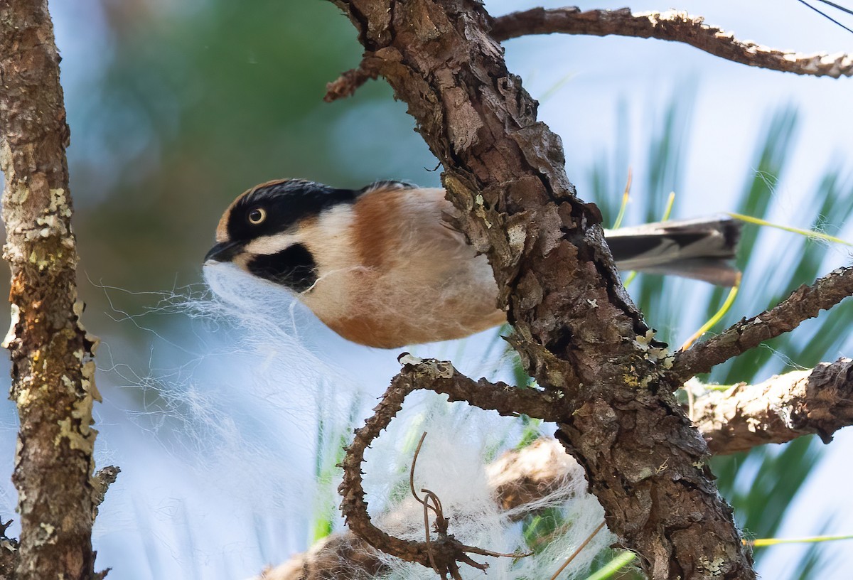 Black-throated Tit - ML620435889