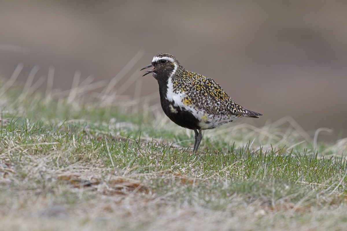 European Golden-Plover - ML620435891