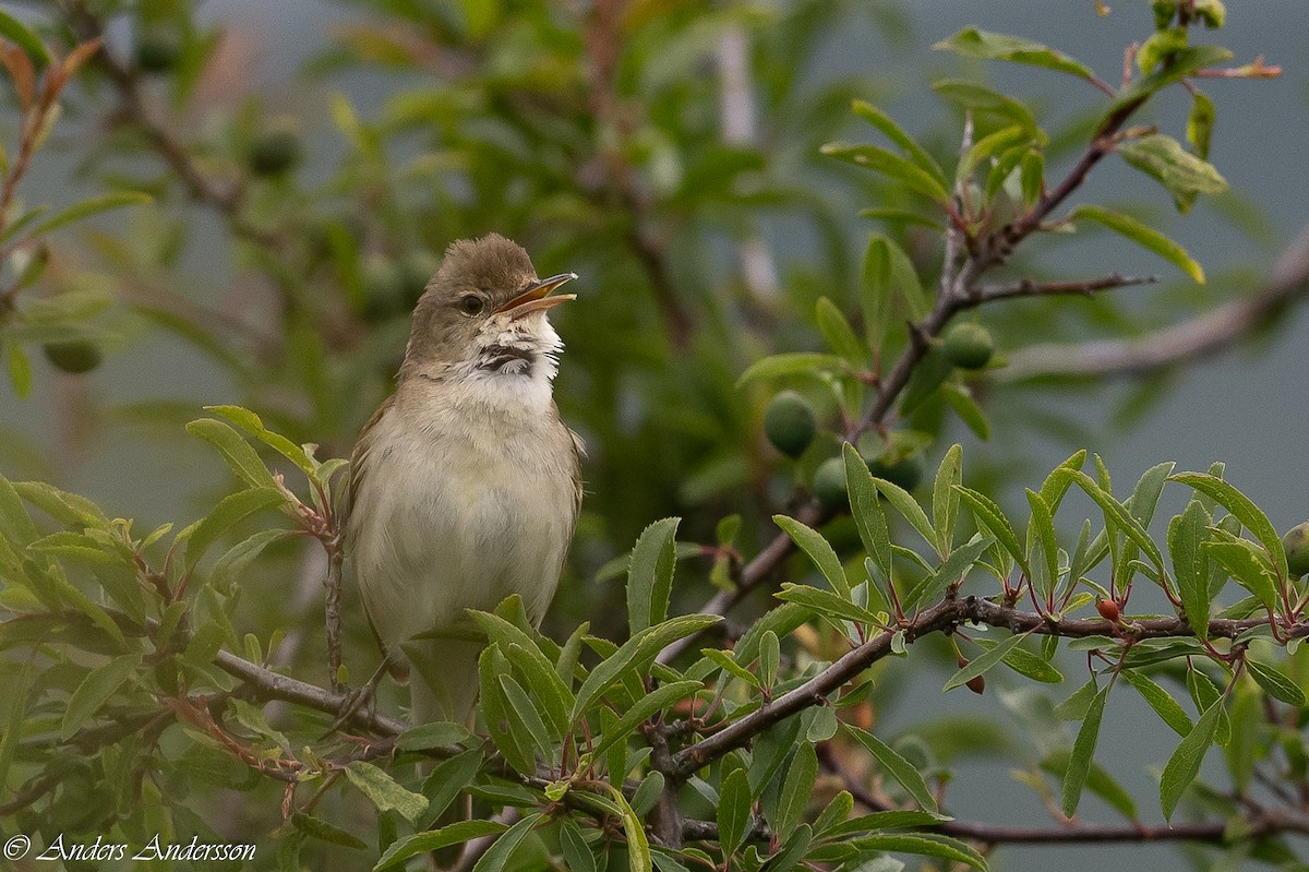 Blyth's Reed Warbler - ML620435900