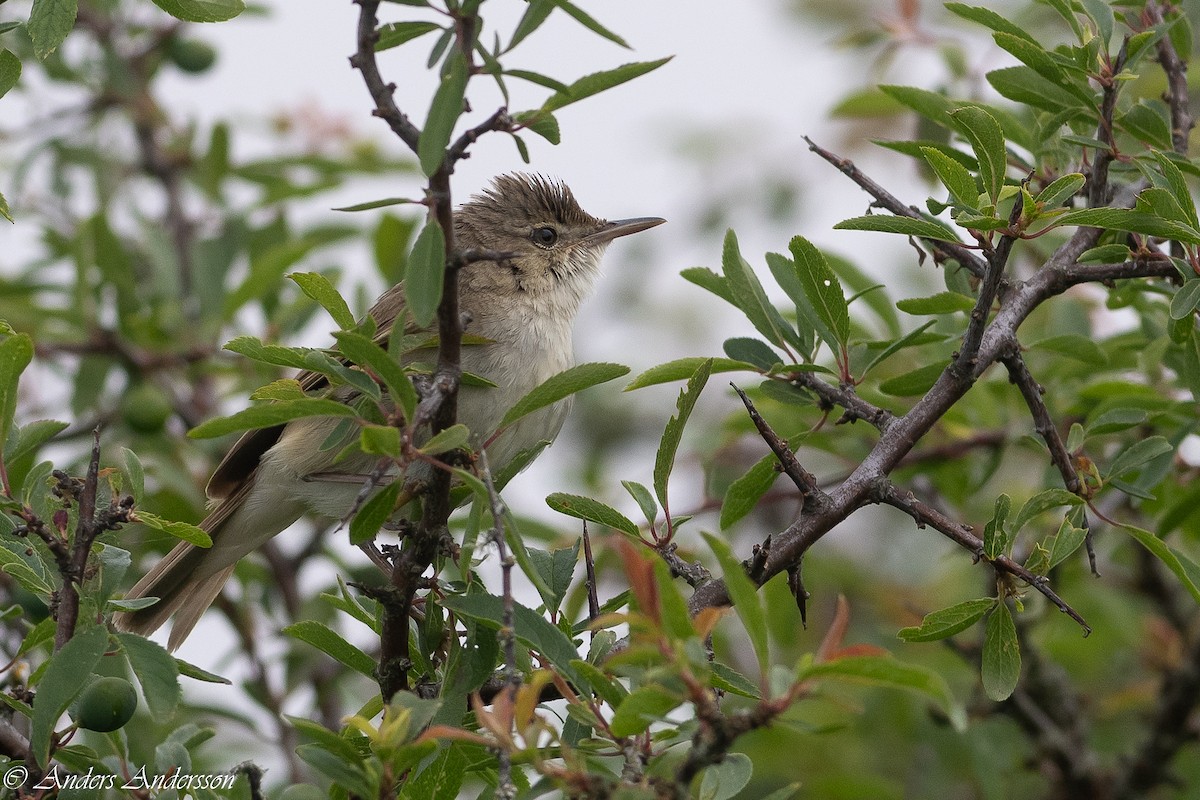 Blyth's Reed Warbler - ML620435902