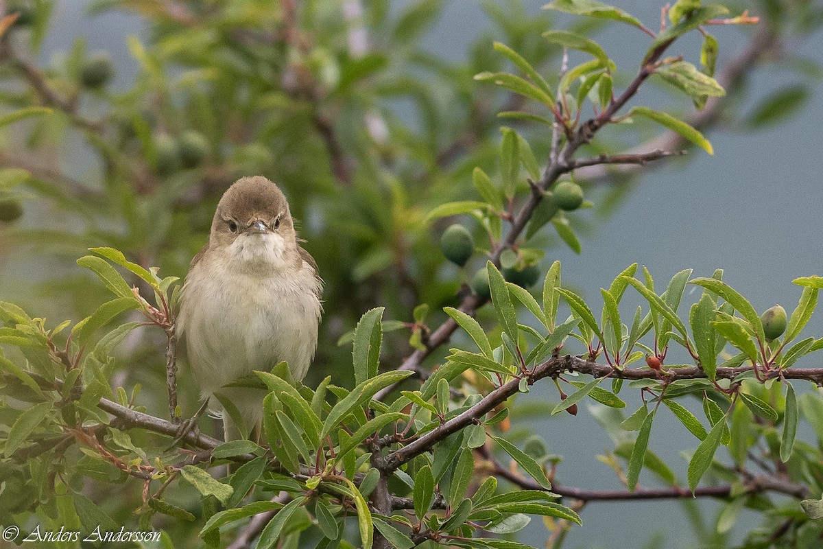 Blyth's Reed Warbler - ML620435903