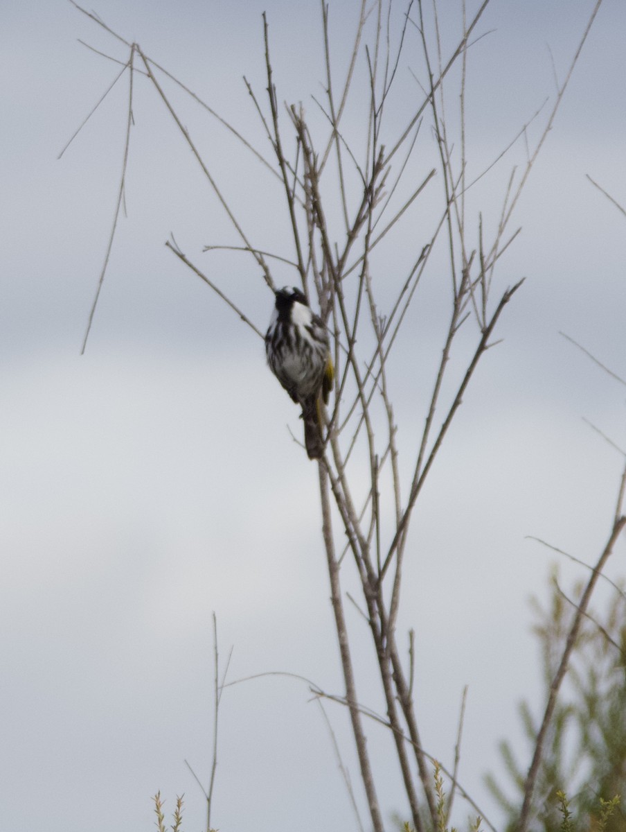 White-cheeked Honeyeater - ML620435905