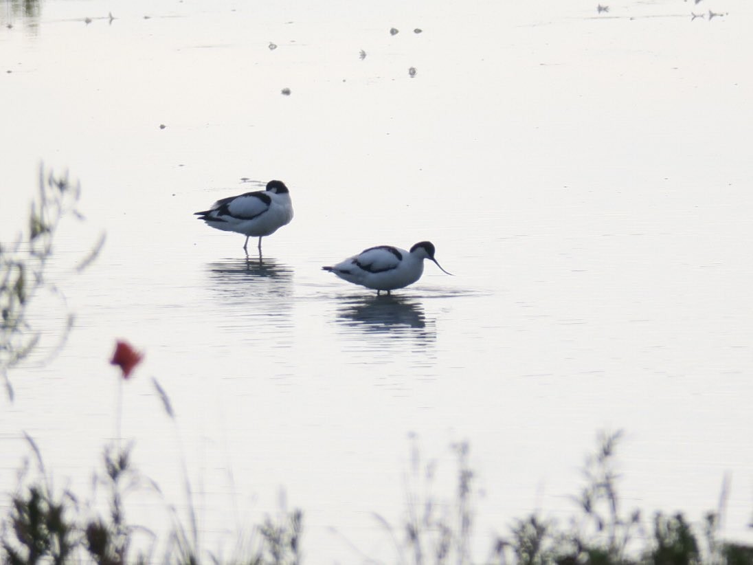 Avoceta Común - ML620435913