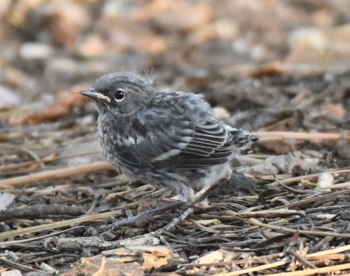 Yellow-rumped Warbler (Audubon's) - ML620435915