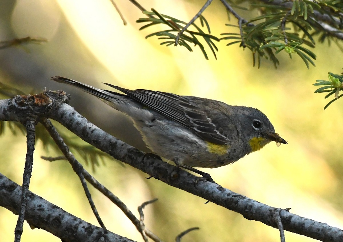 Yellow-rumped Warbler (Audubon's) - ML620435916