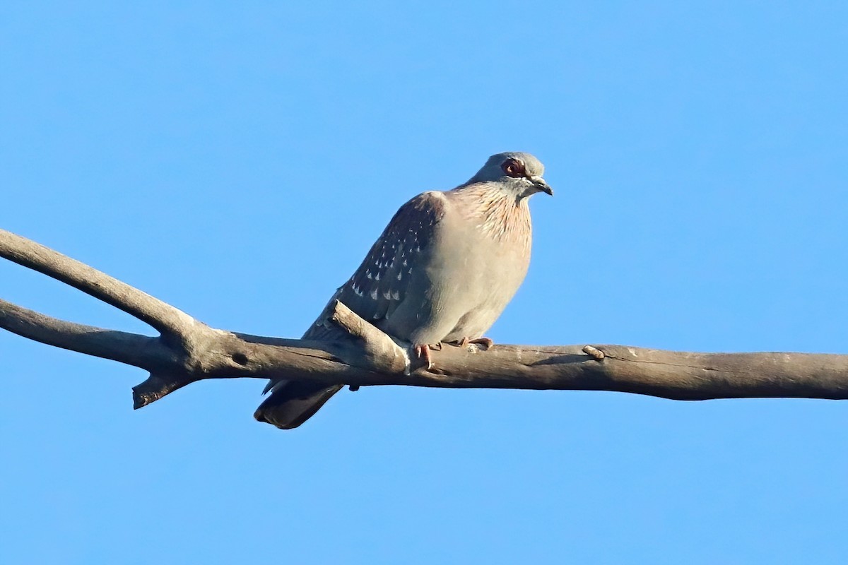 Speckled Pigeon - ML620435920