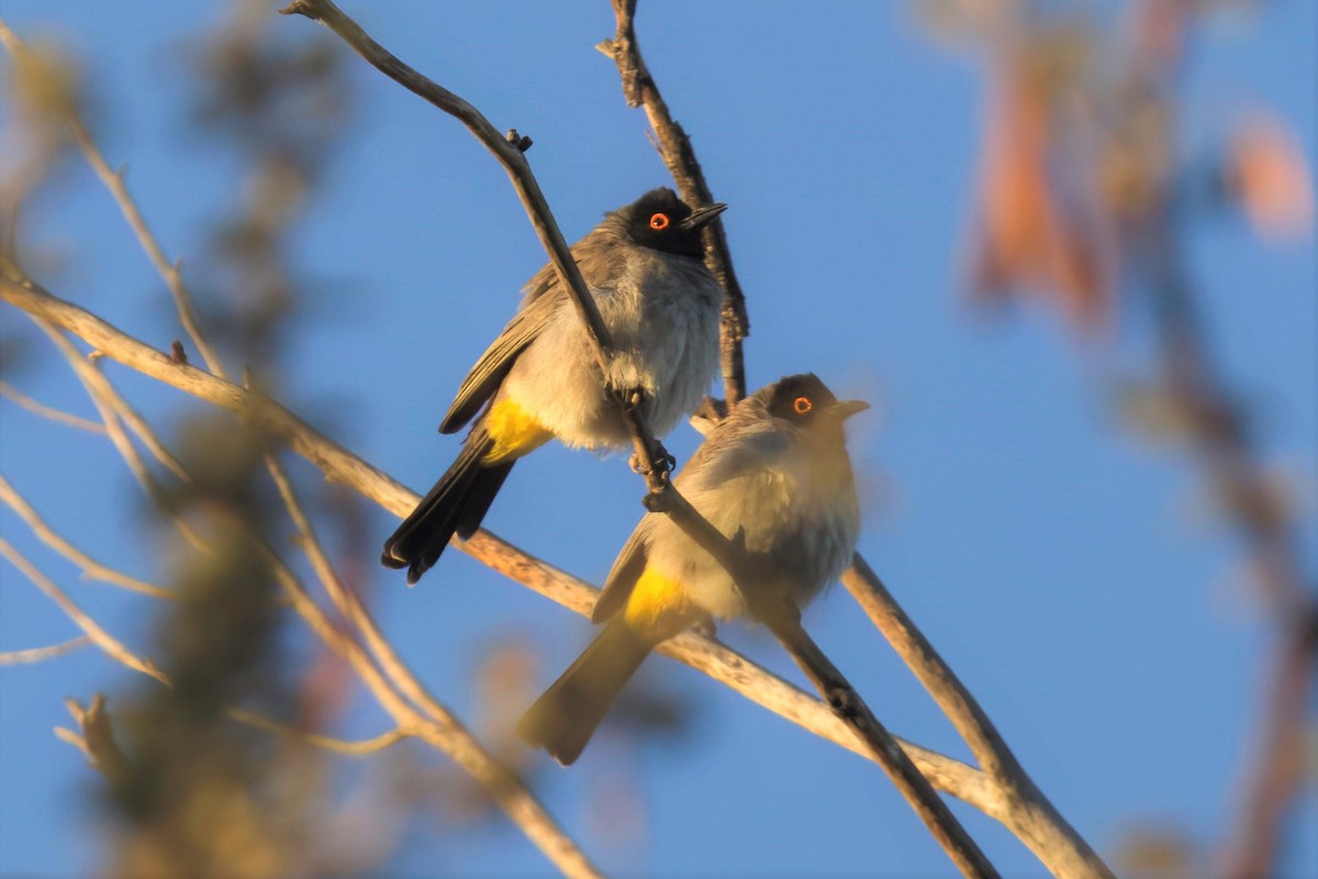 Bulbul Encapuchado - ML620435922