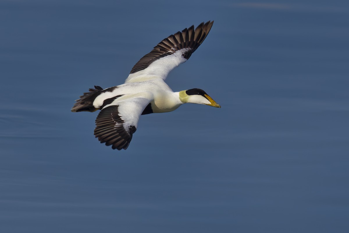 Common Eider - ML620435928