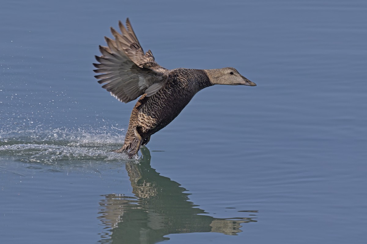 Common Eider - Marco Valentini